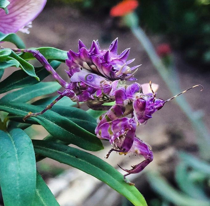 No es una flor, es una Mantis Flor Espinosa