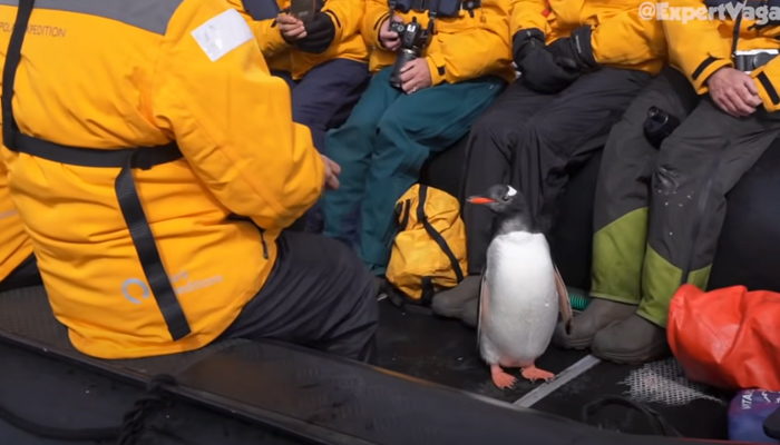 Un pingüino se salva de ser devorado por una orca saltando a un bote de unos turistas