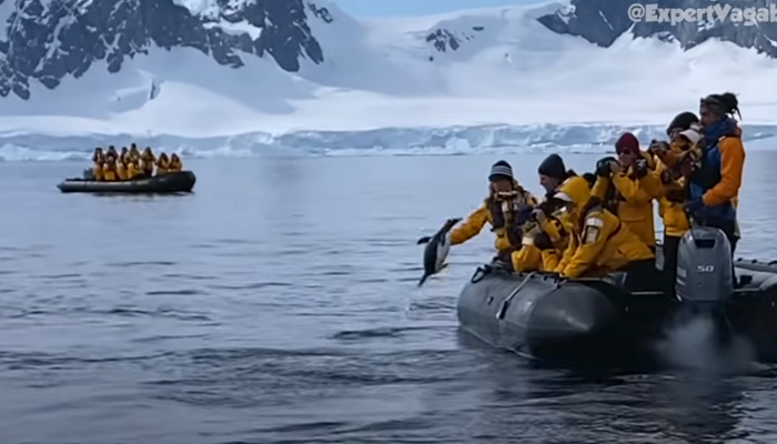 Un pingüino se salva de ser devorado por una orca saltando a un bote de unos turistas