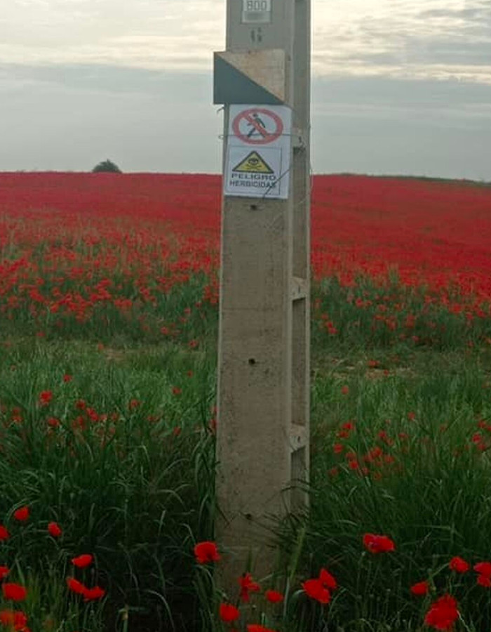 Un campo de amapolas de Alcalá de Guadaíra, casi destrozado tras hacerse viral en redes