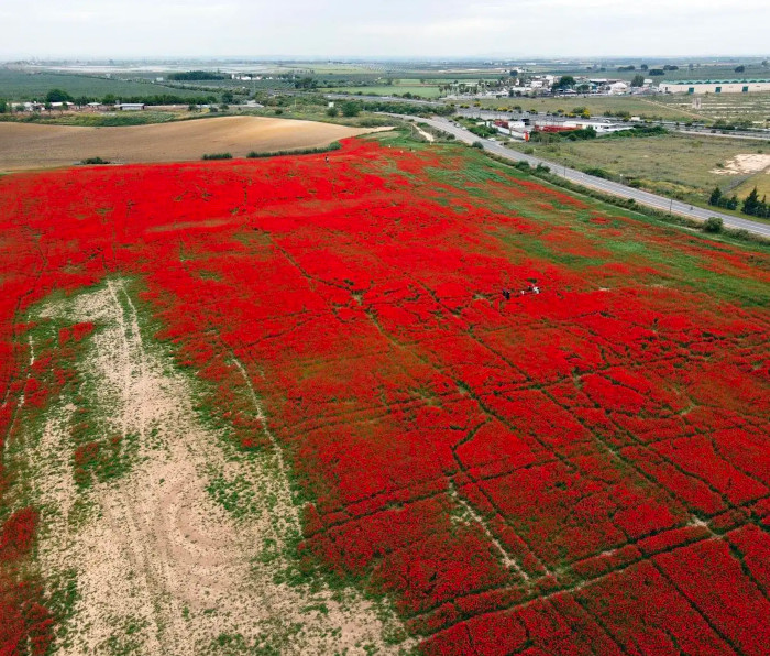 Un campo de amapolas de Alcalá de Guadaíra, casi destrozado tras hacerse viral en redes