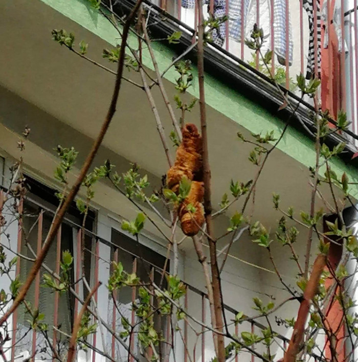 Temor por un 'misterioso animal' en un árbol que resultó ser un croissant de grandes dimensiones