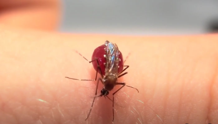 Vídeo: Estos mosquitos beben sangre hasta explotar