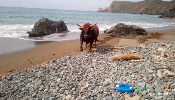 Rescate de un toro de más de 800 kilos que quedó atrapado en una playa asturiana tras caer por un acantilado