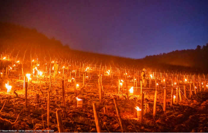 Los enólogos de Chablis (Borgoña) encienden miles de antorchas para proteger sus viñedos de las heladas temperaturas nocturnas