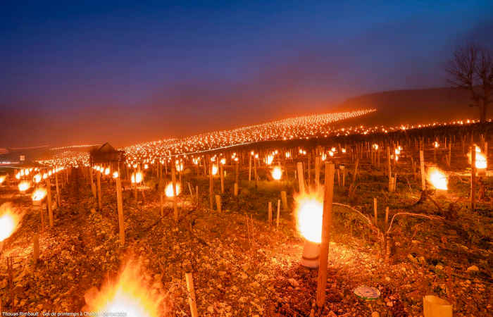 Los enólogos de Chablis (Borgoña) encienden miles de antorchas para proteger sus viñedos de las heladas temperaturas nocturnas