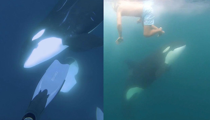 Un buceador tiene un encuentro con un grupo de orcas juguetonas y consigue grabarlo en vídeo