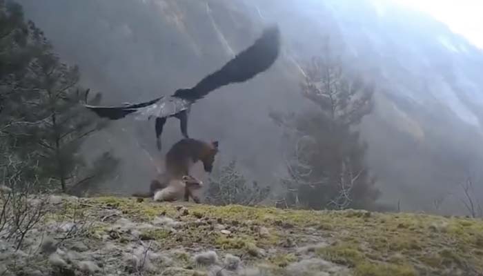 Momento en el que un águila real se lleva a un zorro