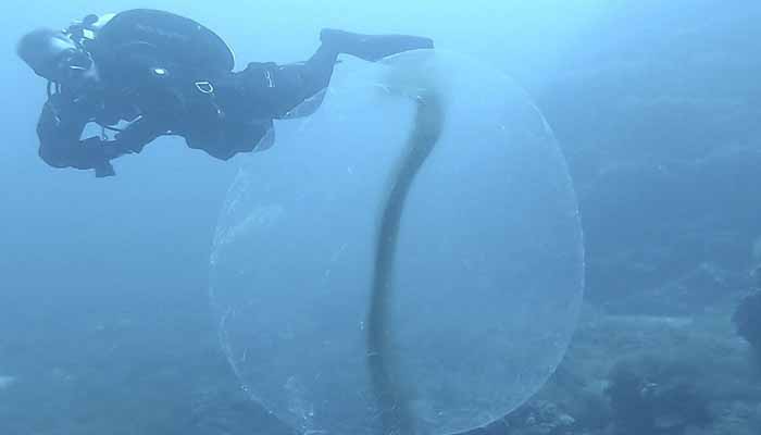 Avistan en Mallorca las misteriosas 'esferas vivas' del mar