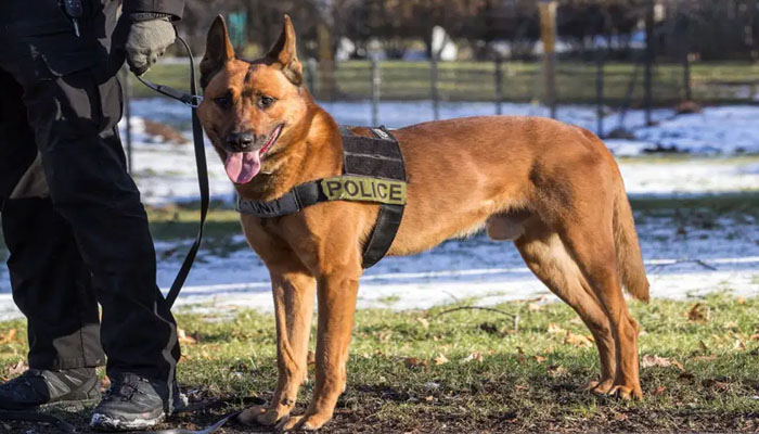 Un perro K9 es enterrado con honores tras perder la vida en acto de servicio