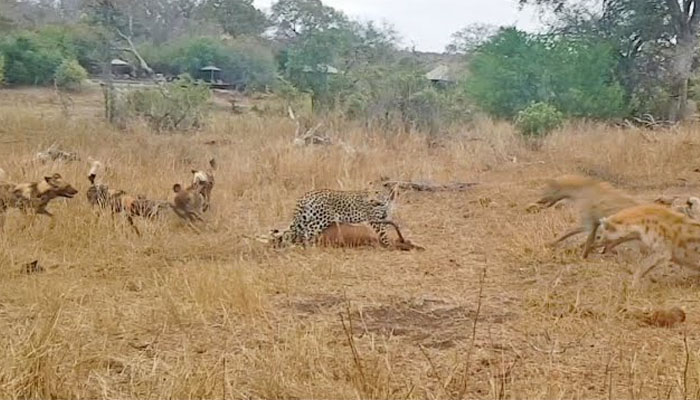 Leopardo vs perros salvajes vs hienas