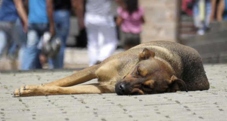 La última propuesta de Vox: matar a los perros abandonados