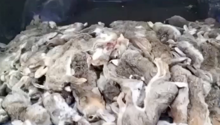 La Guardia Civil investiga el vídeo de un cazador que presume de haber capturado 91 conejos en un día en Gran Canaria