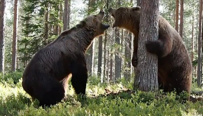 Graban desde tres ángulos una intensa pelea entre dos osos pardos