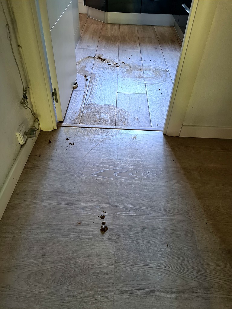 ''Mi perro se ha cagado en casa y la Roomba lo ha esparcido todo''