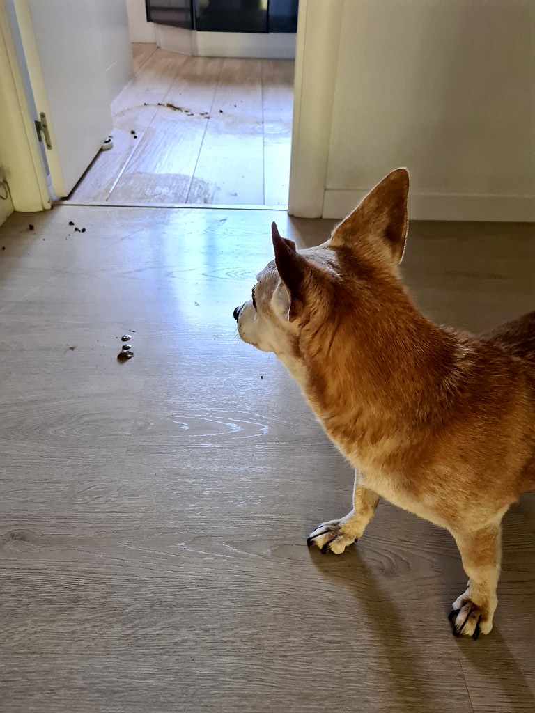 ''Mi perro se ha cagado en casa y la Roomba lo ha esparcido todo''