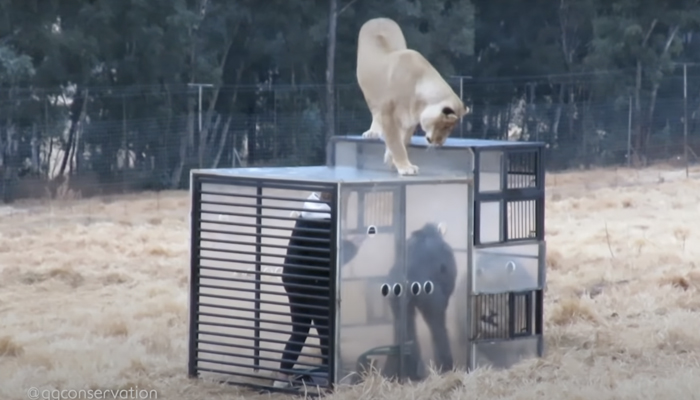 El ''zoológico inverso'': Encierran a los visitantes en una jaula y los leones los rodean