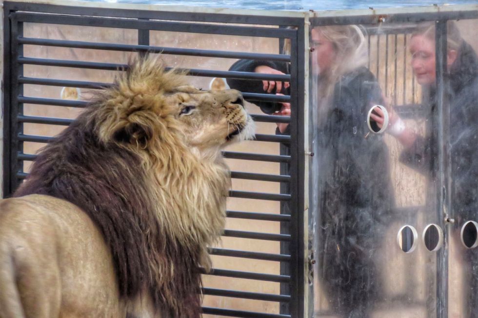 El ''zoológico inverso'': Encierran a los visitantes en una jaula y los leones los rodean