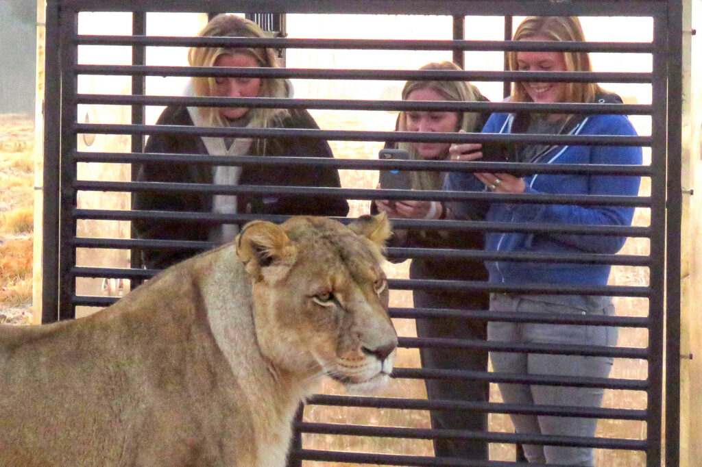 El ''zoológico inverso'': Encierran a los visitantes en una jaula y los leones los rodean
