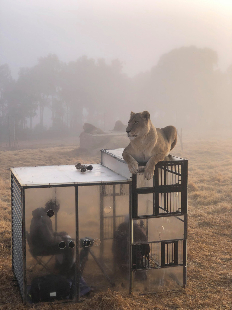 El ''zoológico inverso'': Encierran a los visitantes en una jaula y los leones los rodean