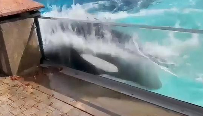 Dramáticos cabezazos de Kiska, la última orca que vive en cautividad en Canadá