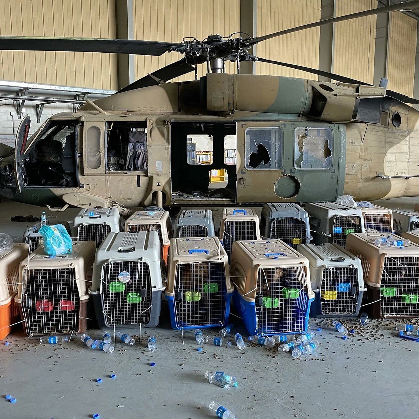 Este es el pago de la lealtad: Los norteamericanos dejaron a sus perros de servicio enjaulados y abandonados en el aeropuerto de Kabul, donde enloquecen de hambre y sed