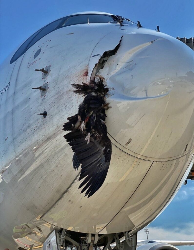 Un buitre se empotra en el morro de un avión de Iberia cuando iba a aterrizar en Madrid