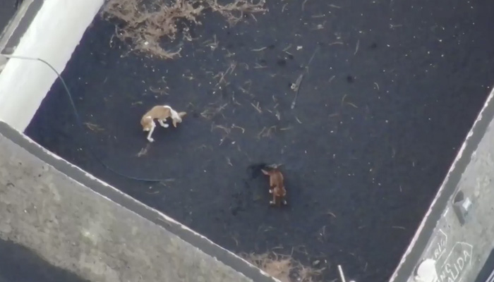 Los perros atrapados por la lava del volcán de La Palma serán rescatados con drones. Así es cómo lo harán