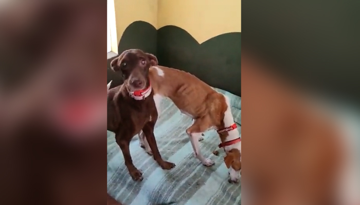 Los perros rescatados de La Palma se encuentran bien: sus primeras imágenes tras el misterioso rescate