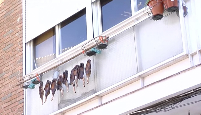 Madrid: Un vecino del barrio de la Concepción se dedica a tender pollos en su tendedero