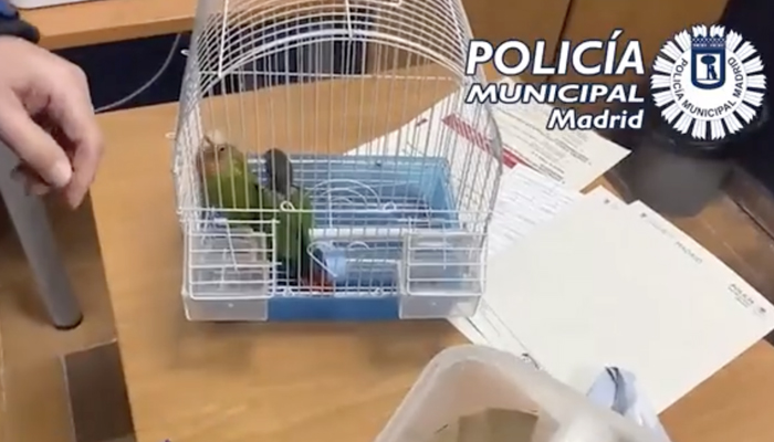 La Policía rescata a dos loros a punto de ser cocinados en un restaurante asiático en el distrito madrileño de Usera